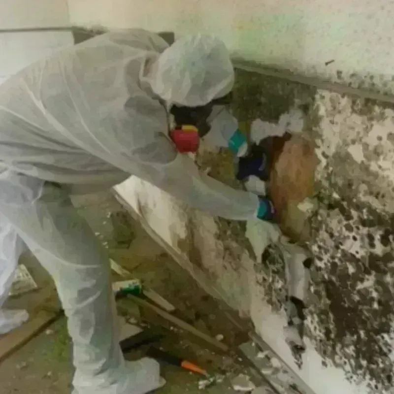 Mold Remediation and Removal in Monroe, MI